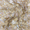 Floral Embellished Tulle (K25736) Sand